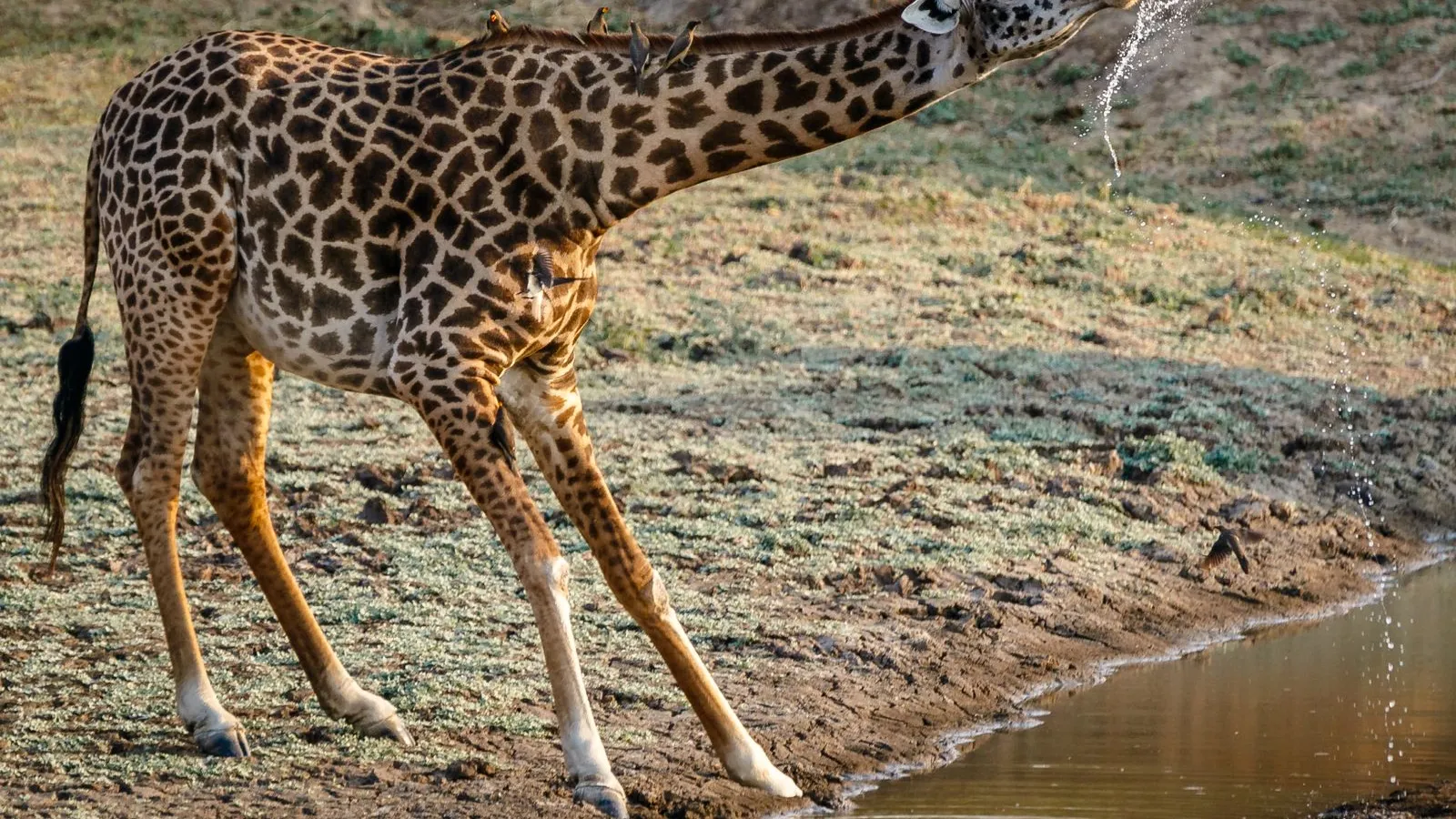 Zambia: visas, tax & cost of living
